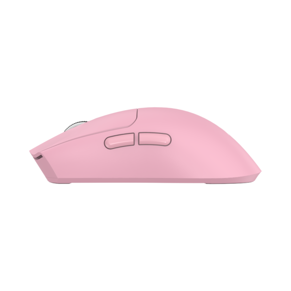 Moray pink