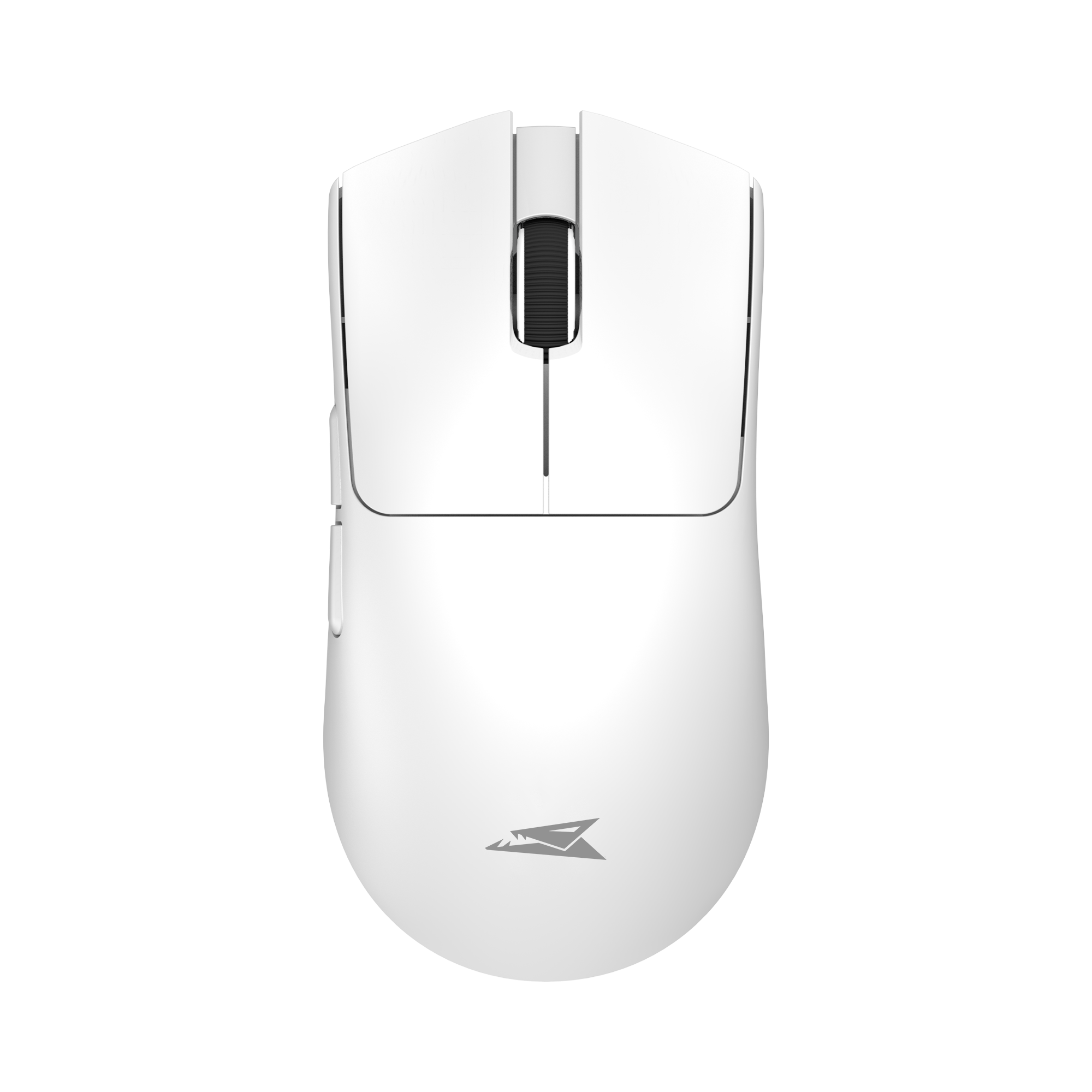 Moray white