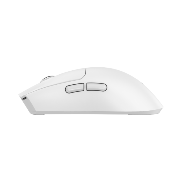 Moray white