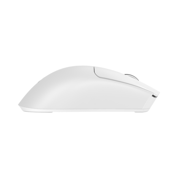 Moray white