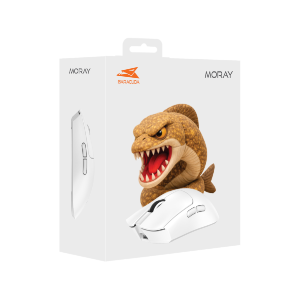 Moray white